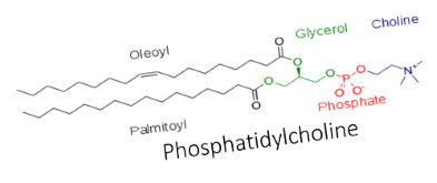 Phosphatidylcholine